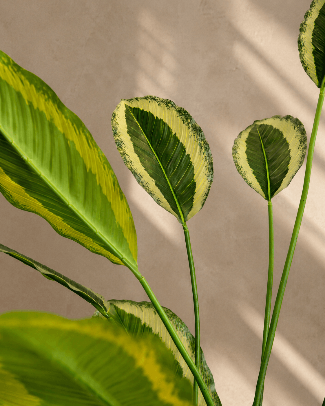 Calathea Thin Leaves Artificial Plant