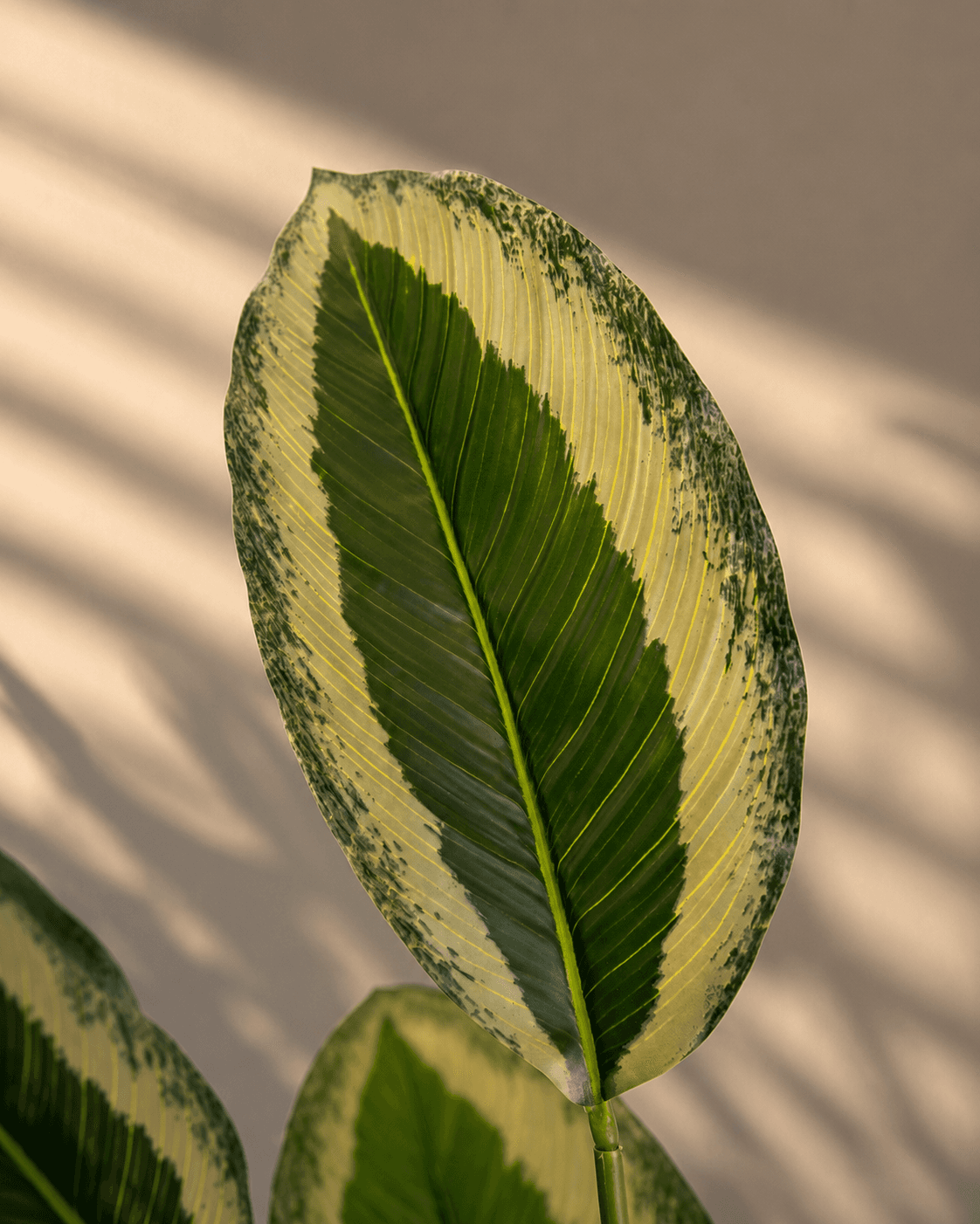 Calathea Thin Leaves Artificial Plant