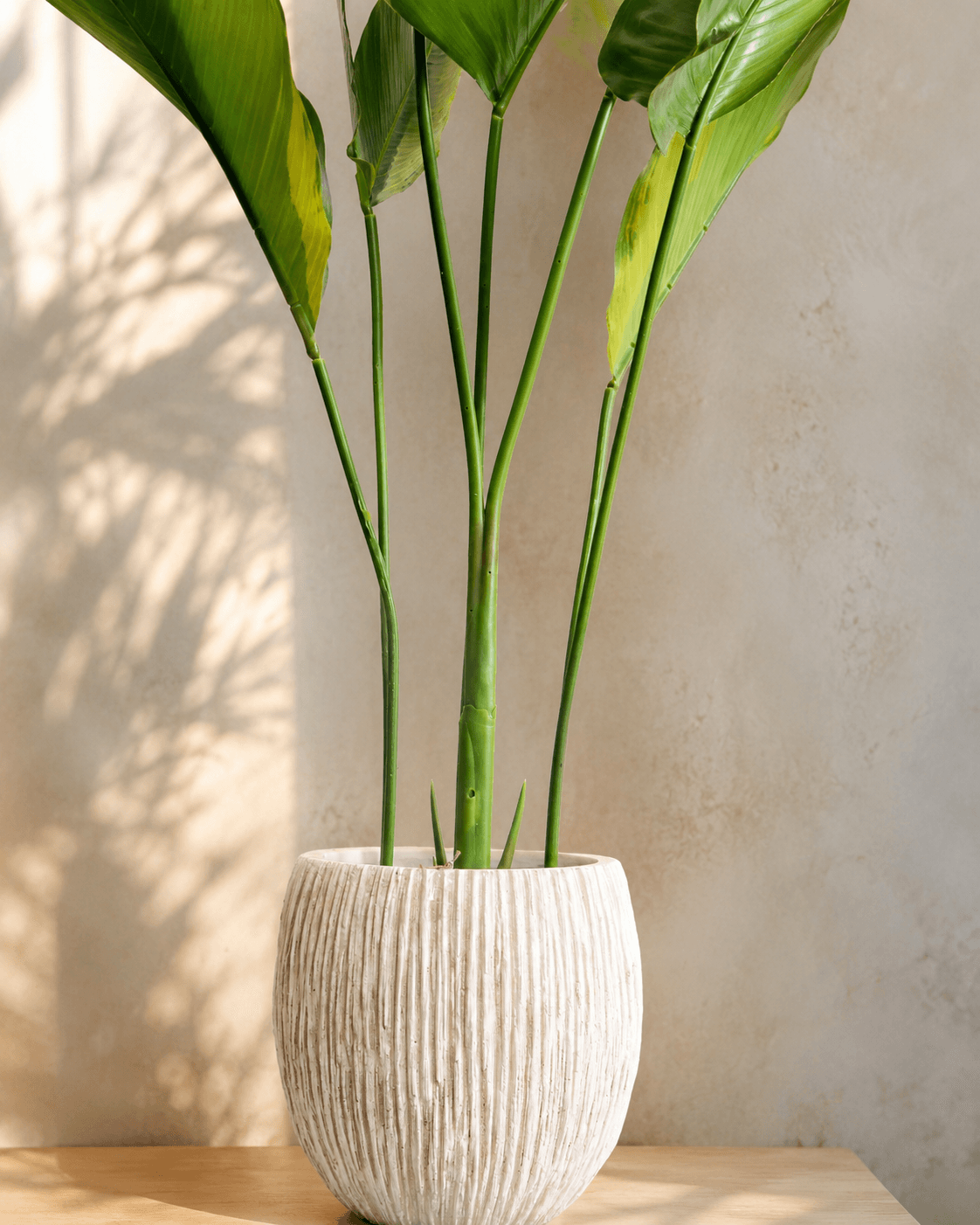 Calathea Broad Leaves Artificial Plant