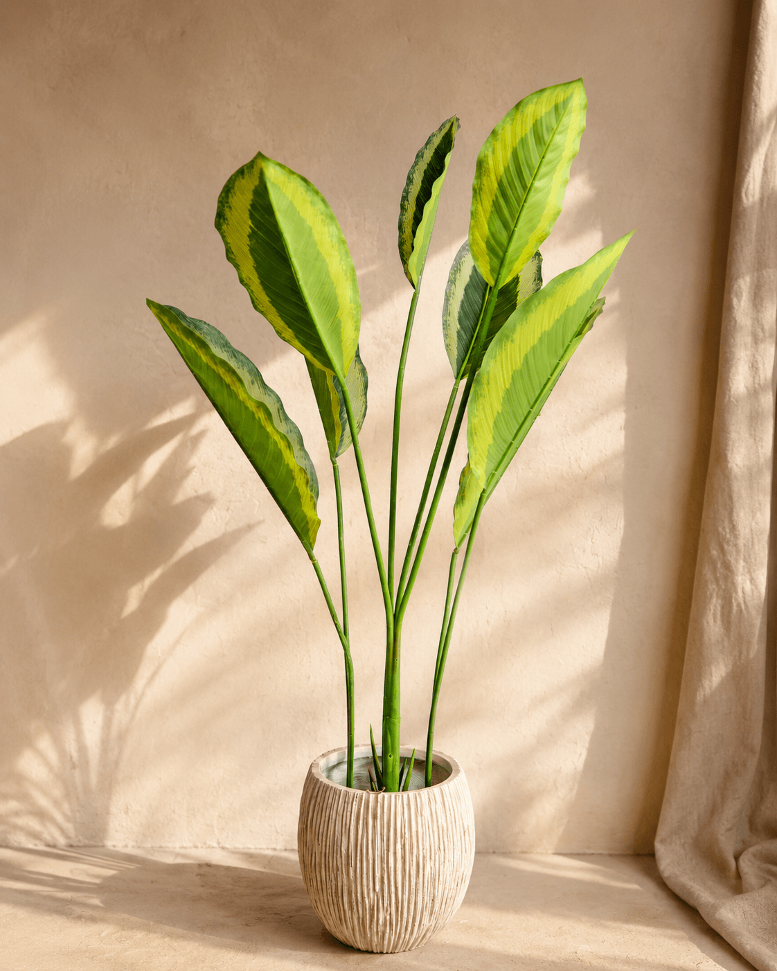 Calathea Broad Leaves Artificial Plant