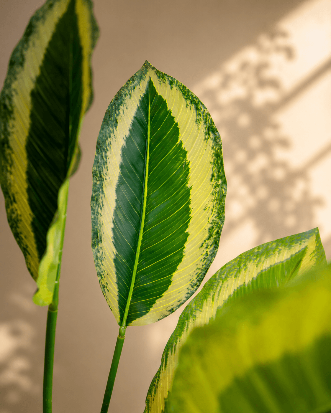 Calathea Broad Leaves Artificial Plant