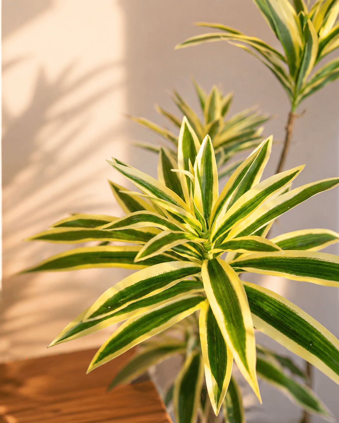 Dracaena Artificial Plant